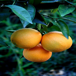 real_orange2apple_3