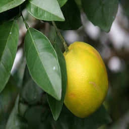 real_orange2apple_4